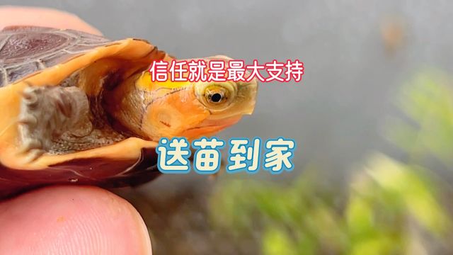 黄缘龟送到家