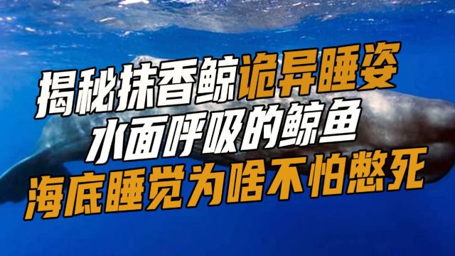 揭秘抹香鲸诡异睡姿,水面呼吸的鲸鱼,海底睡觉为啥不怕窒息 #创作发发发