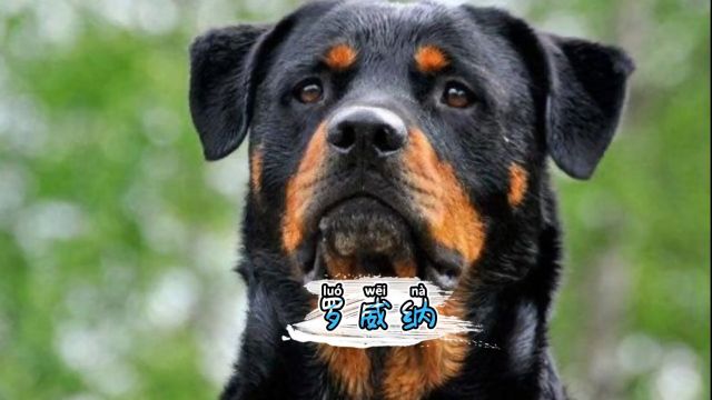 罗威纳是非常好的护卫犬,但是新手不建议养#罗威纳 #罗威纳护卫犬