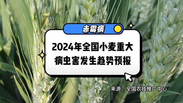 2024年全国小麦重大病虫害发生趋势预报之赤霉病防治措施