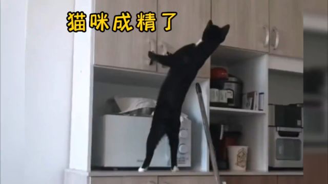 猫咪学的有模有样#猫咪成精了 #猫咪的迷惑行为