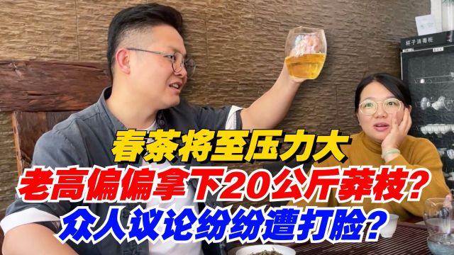 普洱茶:春茶将至压力大!老高偏偏拿下20公斤莽枝?众人议论纷纷遭打脸?