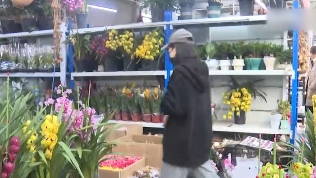 黑龙江:传统盆栽花销量高 ,年宵花市场客流增加