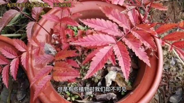 这些特有的植物,我不说很多人永远没有机会了解.