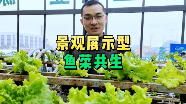 这套运行快四年的景观休闲鱼菜共生,主体框架采用旋转模式,既可以养鱼,也可以补充营养,一套系统两种用处,既美观大方,又科技生态.