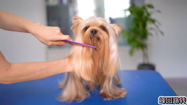 约克夏犬剪完毛跟整型差不多,看上去变化太大了