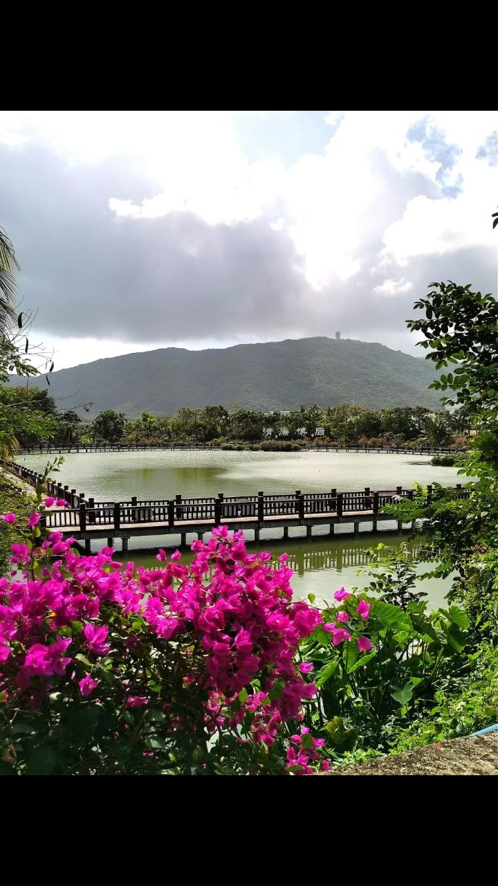 美丽的三角梅(拍摄:三亚市,东方市)