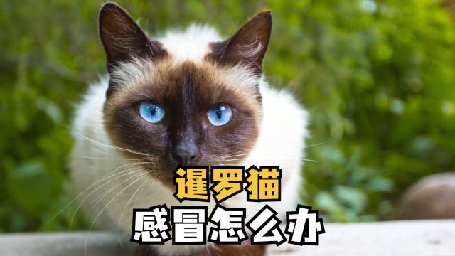 暹罗猫流鼻涕打喷嚏,怎么办?