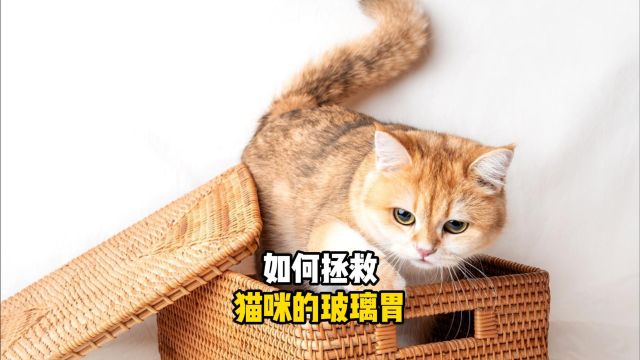 猫咪这样养!玻璃胃变钢铁胃