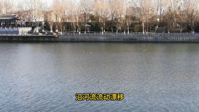 小清河华山桥(电建路桥)畔白骨顶鸡