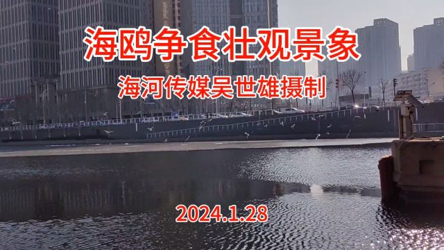 海鸥争食壮观景象,海河传媒吴世雄摄制2024.1.28下午,