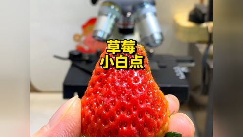 草莓放大400倍，看你还敢不洗就吃吗？#显微镜下的世界 #草莓 #科普一下