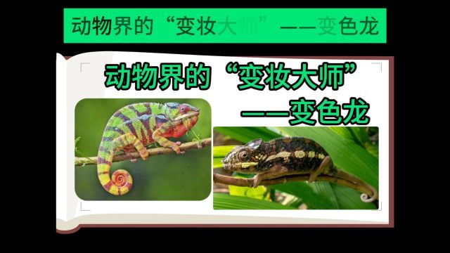 动物界的“变妆大师”——变色龙