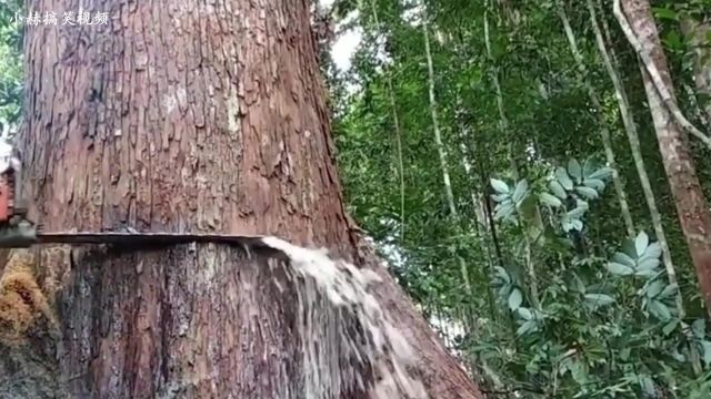 桦树汁一种来自大树里的饮品,想不到竟然是这样采集下来的