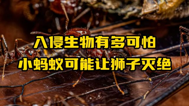 入侵生物有多可怕,小蚂蚁可能让狮子灭绝