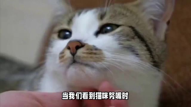 猫咪努嘴:不只是好笑,可能是猫咪在抽筋