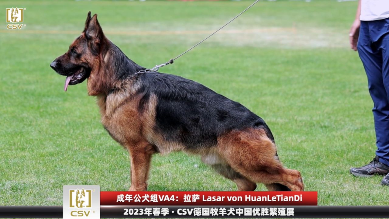 2023年春季·csv德国牧羊犬中国优胜繁殖展成年公犬组va4犬只讲评