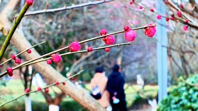 大年初一,游合肥大蜀山国家森林公园梅花山,梅花含苞待放