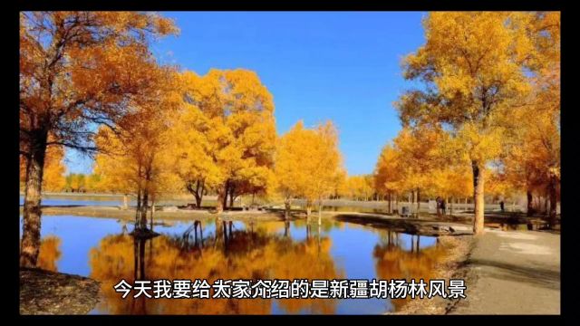 新疆胡杨林风景