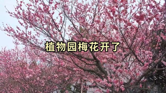 宁波植物园梅花开了