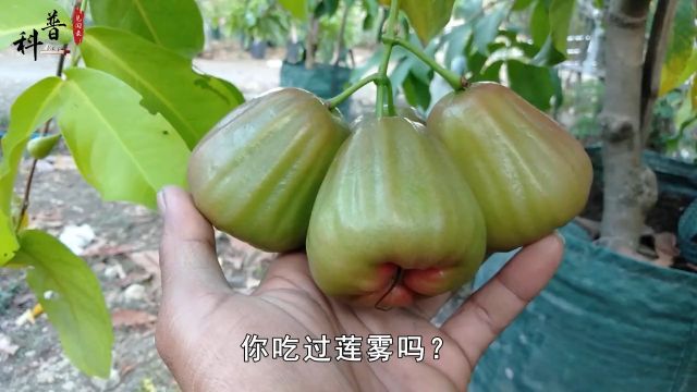 莲雾明明被称为“水果皇帝”,为何很少人爱吃?它真这么难吃吗? 1