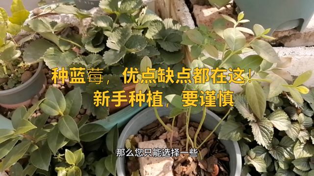 花盆种蓝莓,优点缺点都在这!新手种植,要谨慎