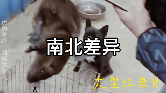 大型纪录片,《南北差异》!北方人:告诉我南方没有这么大的老鼠