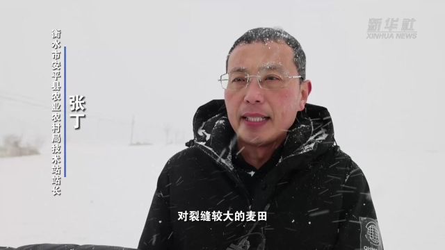 河北:向雪而行 农技专家支“暖招”