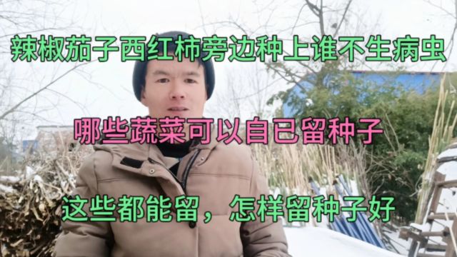 辣椒茄子西红柿旁种上谁不生病虫?哪些菜可以留种子?怎样留种好