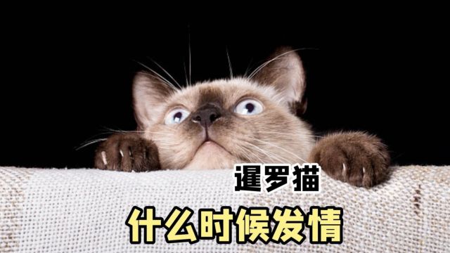 暹罗猫发情,是在什么时候?