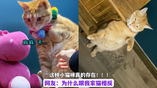 南瓜瓜:中华田园猫中最乖橘猫,性格好又独立,主人求着让其陪睡