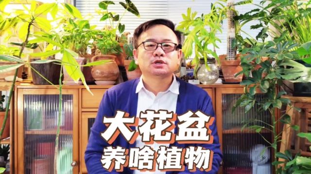 大花盆种什么植物好看?推荐6种,特别注意一件事