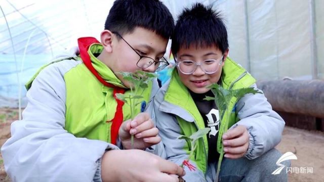 聊城茌平:开学“第一课”搬进田间 劳动育人“接地气”