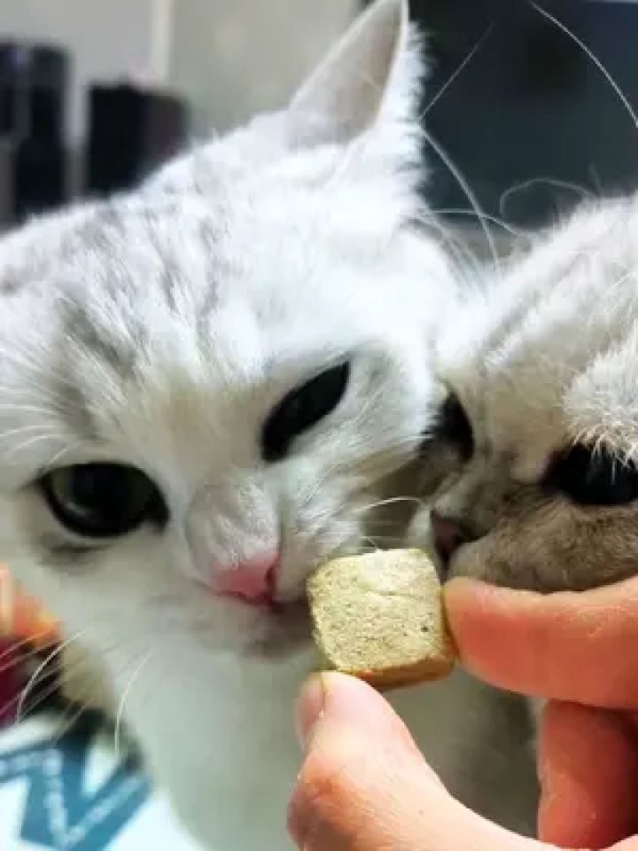 嘴巴滂臭的猫孩子预防口气清洁#吃货猫#馋猫宝宝 #快赶紧拿给猫猫吃吧