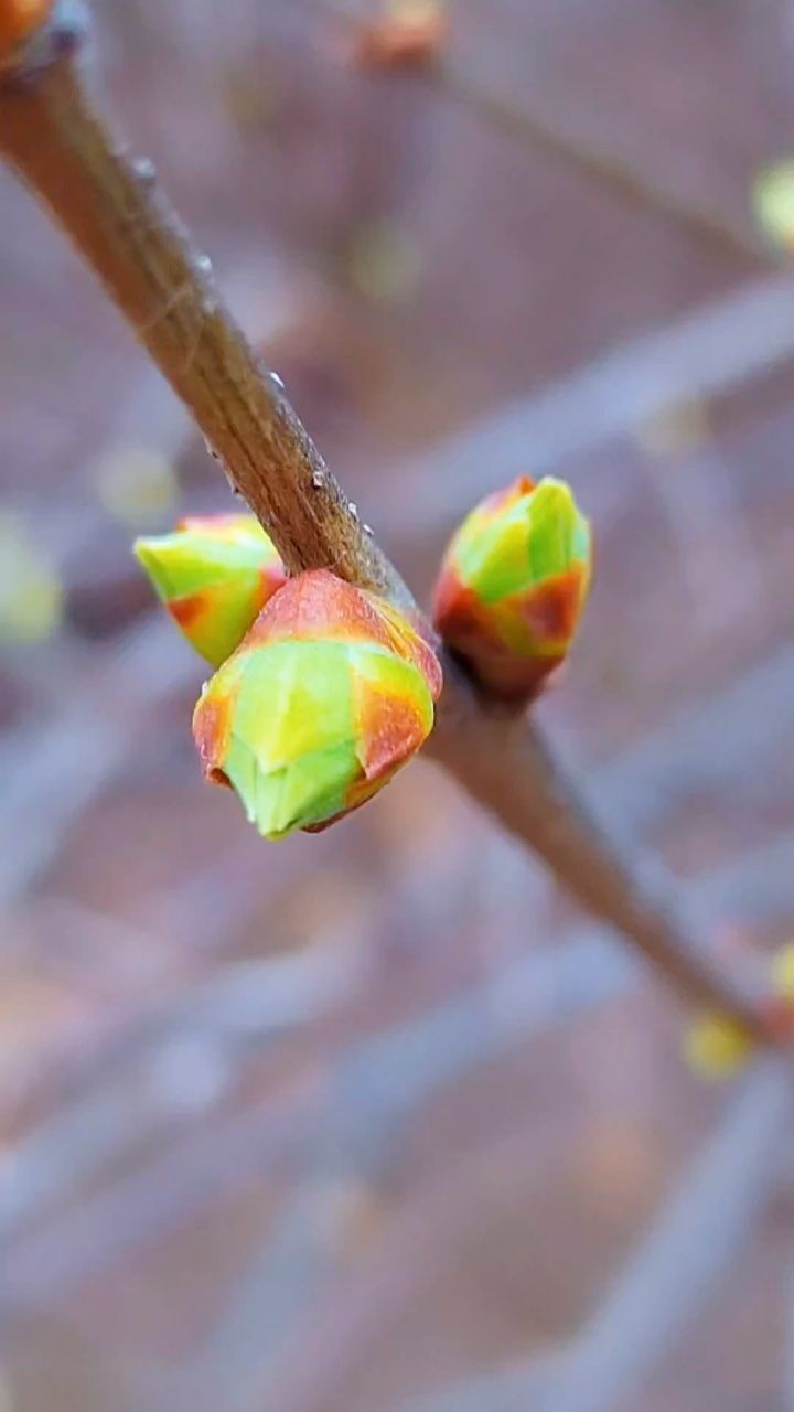 紫丁香背景图图片