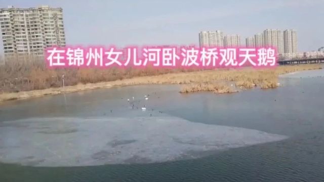 天鹅湿地公园火了,成为锦州新晋旅游景点!