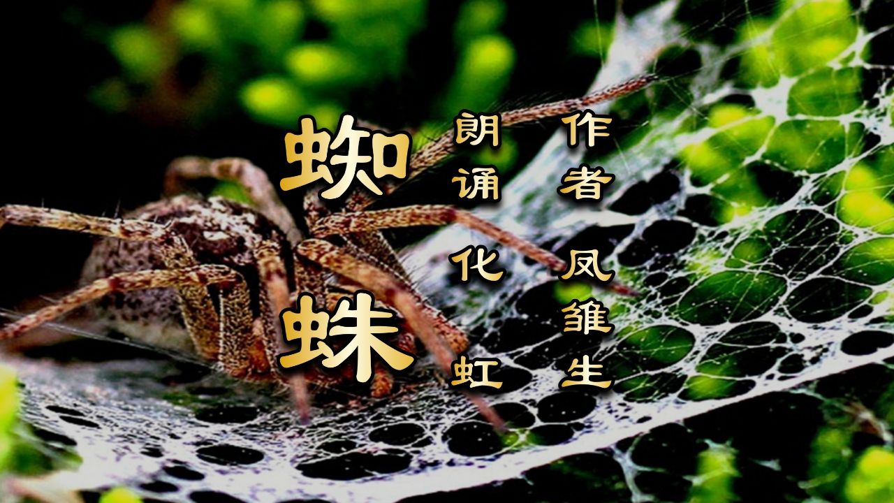 化虹朗诵《蜘蛛》作者:凤雏生