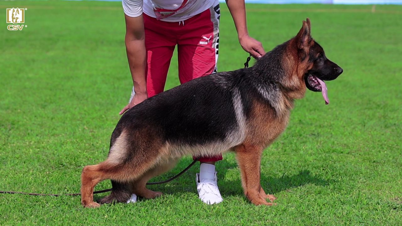 2023年csv德国牧羊犬北京地方展幼小公犬组vv3犬只讲评