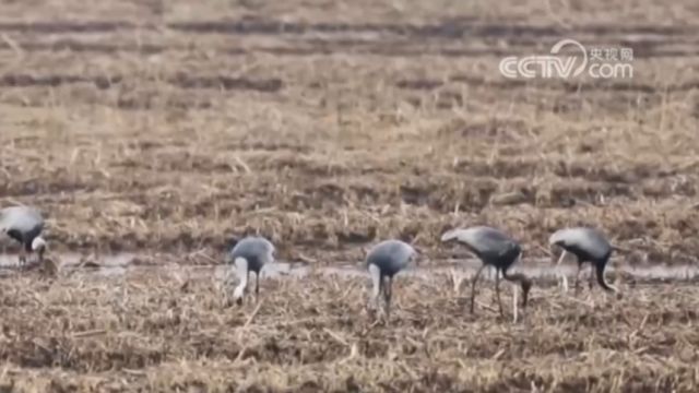 吉林珲春:国家一级保护动物白枕鹤现身敬信湿地