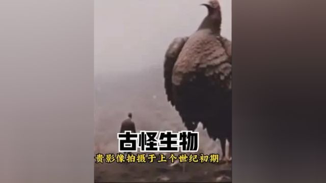 上世纪初期古怪生物真实影像,狮虎兽体型庞大,宛如一头大象!