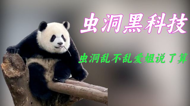 盘点虫洞大熊猫的“黑料”,果然爱姐自带大佬气质,哪只都不简单