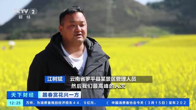 骑行花海、油菜花美食……云南罗平赏花经济火热 旅游收入超14亿