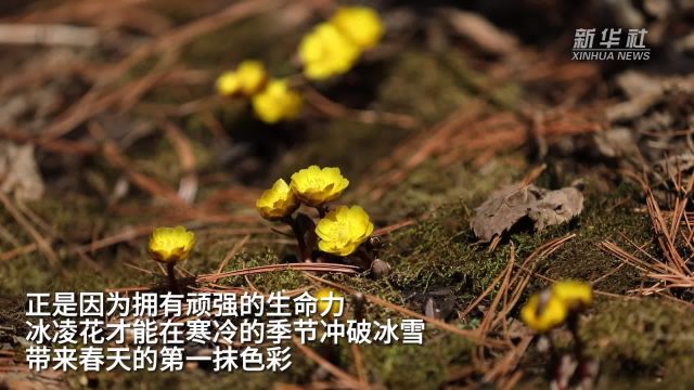 吉林集安:冰凌花开迎春来