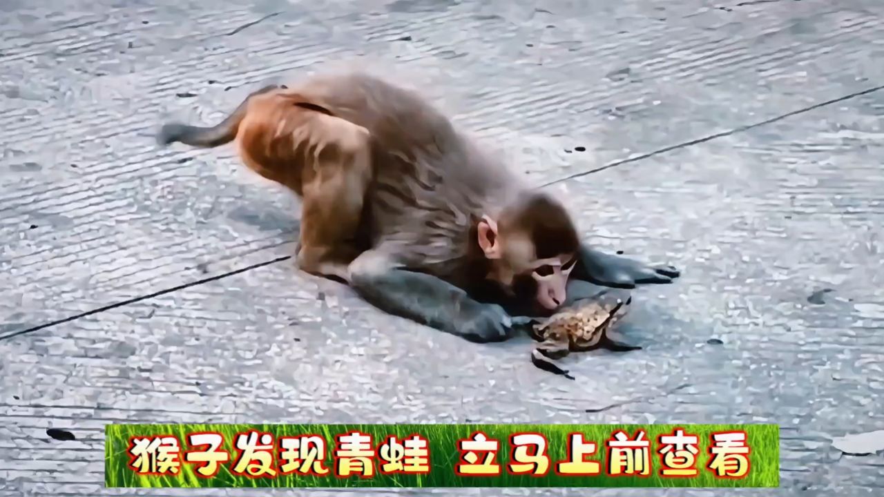 猴子发现青蛙,立马上去查看,游客看懵了