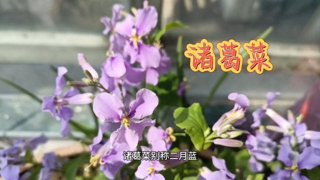 什么样的野菜叫诸葛菜