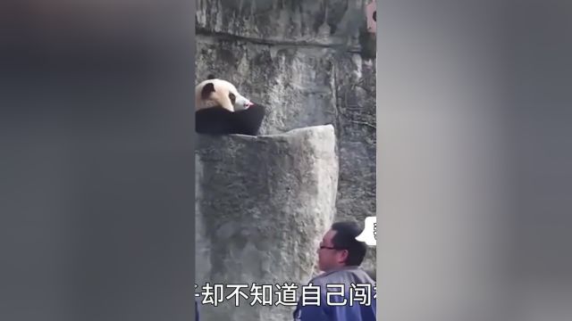 关爱国宝大熊猫大熊猫萌兰真不愧是萌兰的亲妹妹