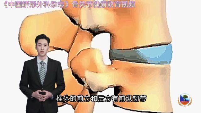 脊柱是什么样的