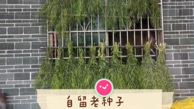 从妈妈传承下来的老种子我也必须留下,传统优质老种子值得保留!