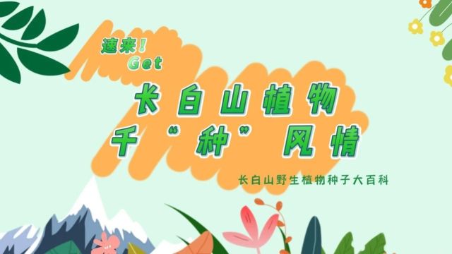 探秘!长白山植物千“种”风情~白鲜