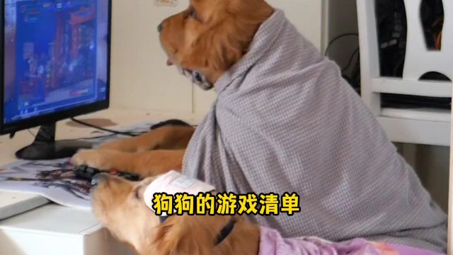 和狗狗一起玩的有趣游戏清单,你知道几个?